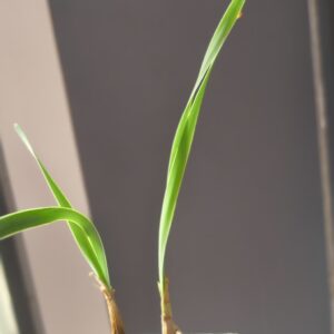 Boophone haemanthoides