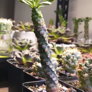 Euphorbia royleana f. inermis