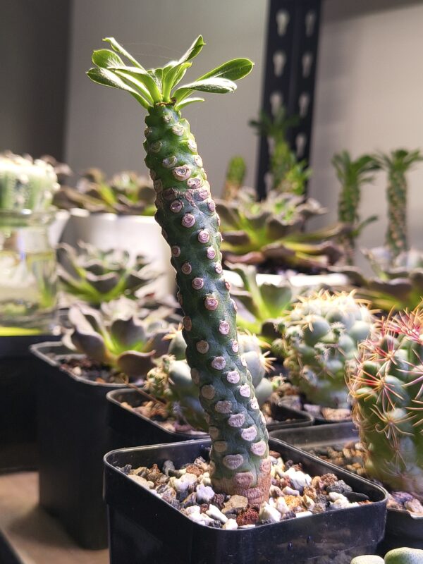Euphorbia royleana f. inermis