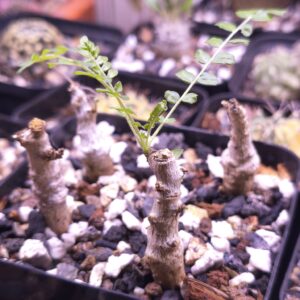 Boswellia neglecta
