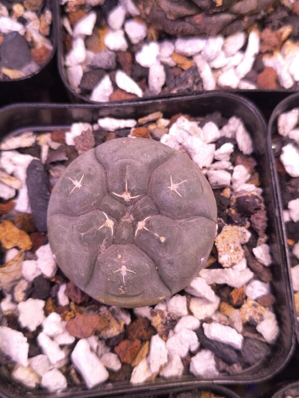 Gymnocalycium prochazkianum - Image 3