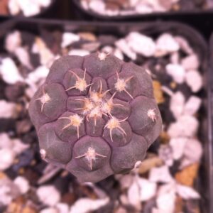 Gymnocalycium prochazkianum