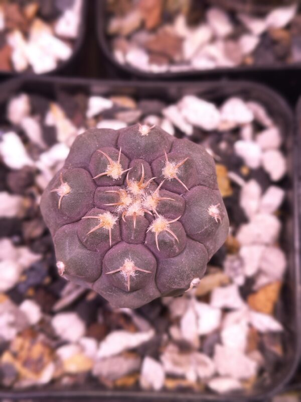 Gymnocalycium prochazkianum