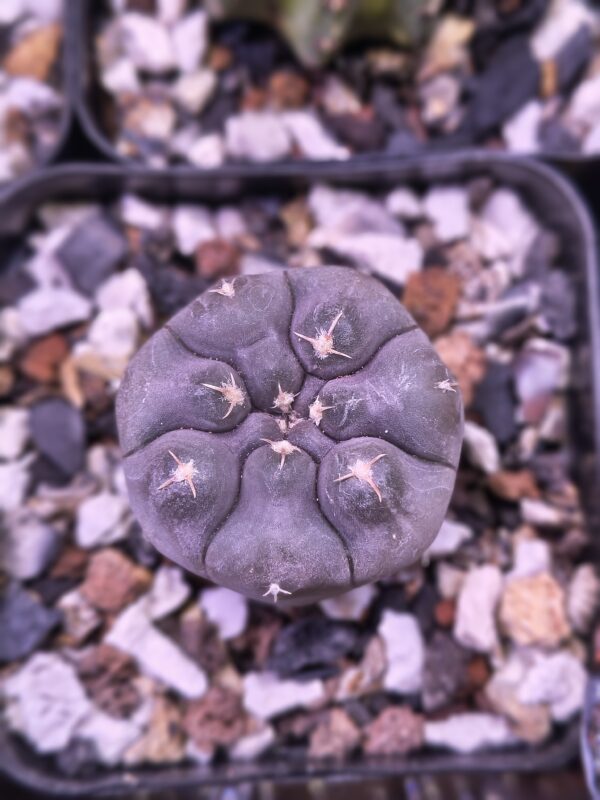 Gymnocalycium prochazkianum - Image 2