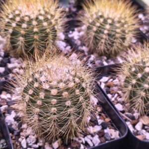 Melocactus perezassoi