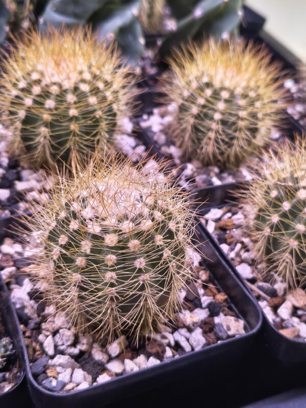 Melocactus perezassoi