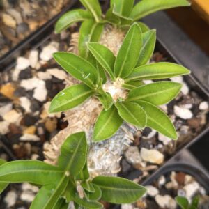 Pachypodium brevicaule