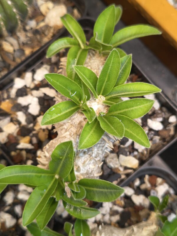 Pachypodium brevicaule