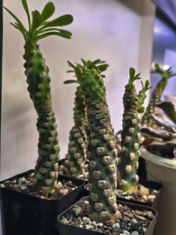 Euphorbia royleana f. inermis - Image 2