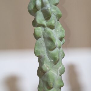 Totem Pole Cactus – Lophocereus schottii var. monstrosus