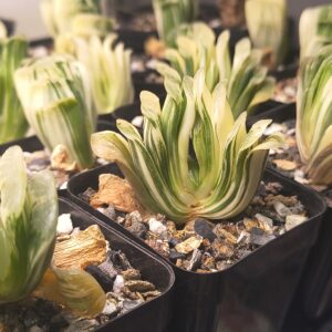 Variegated Haworthia Truncata