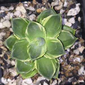 Agave ‘Pixie Tinkerbell’