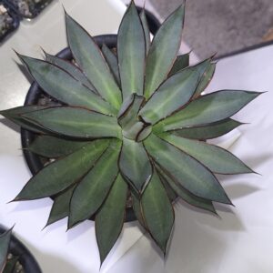 Agave Green Lotus