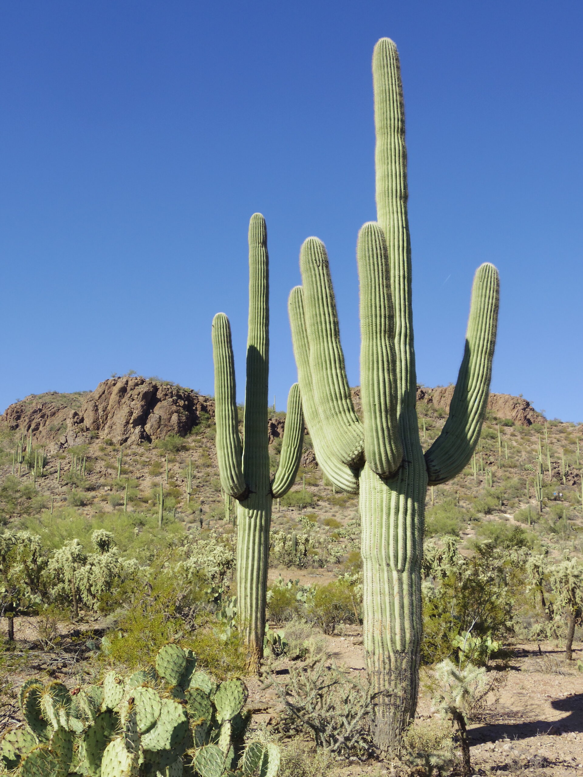 Carnegiea gigantea (Saguaro) - Image 5