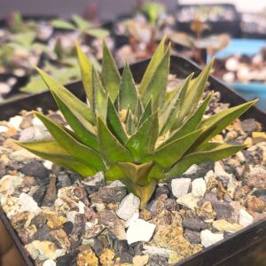Ariocarpus trigonus v. horeckii compact