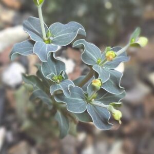 Euphorbia globulicaulis