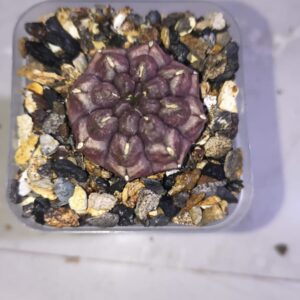 Gymnocalycium Daydream