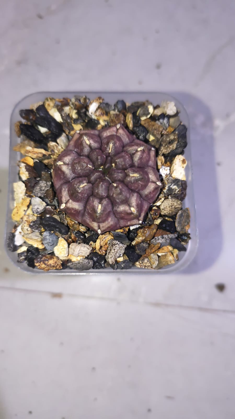 Gymnocalycium Daydream