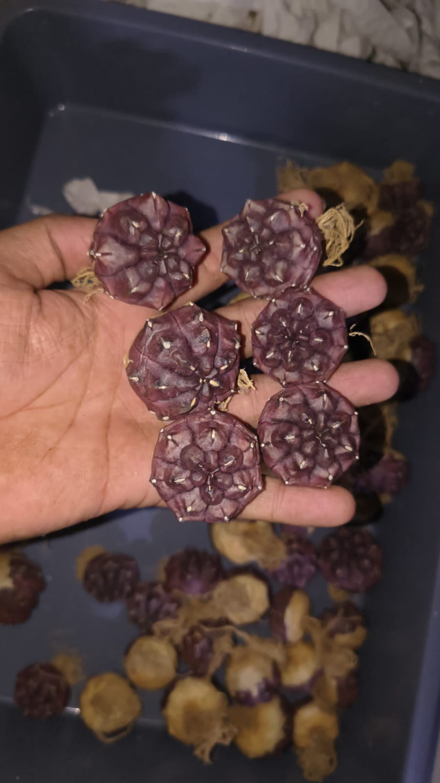 Gymnocalycium Daydream - Image 2