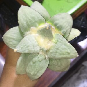 Ariocarpus cauliflower