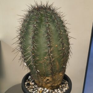 Carnegiea gigantea (Saguaro)
