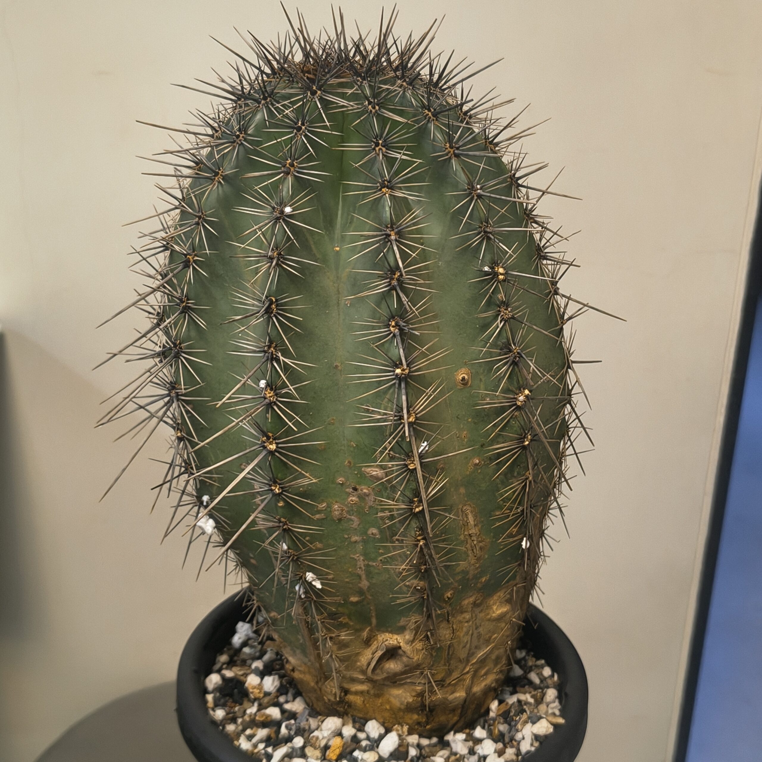 Carnegiea gigantea (Saguaro)