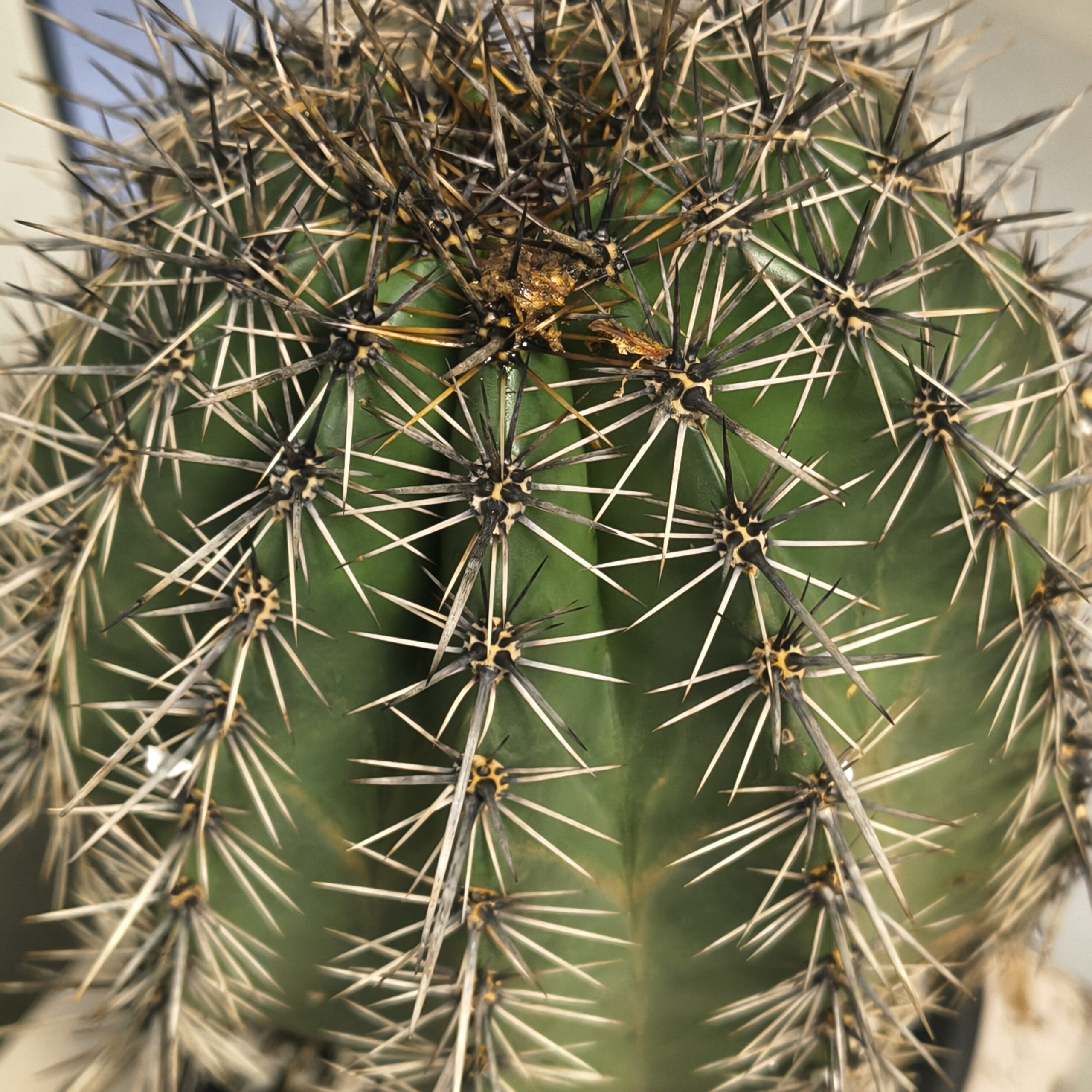 Carnegiea gigantea (Saguaro) - Image 3