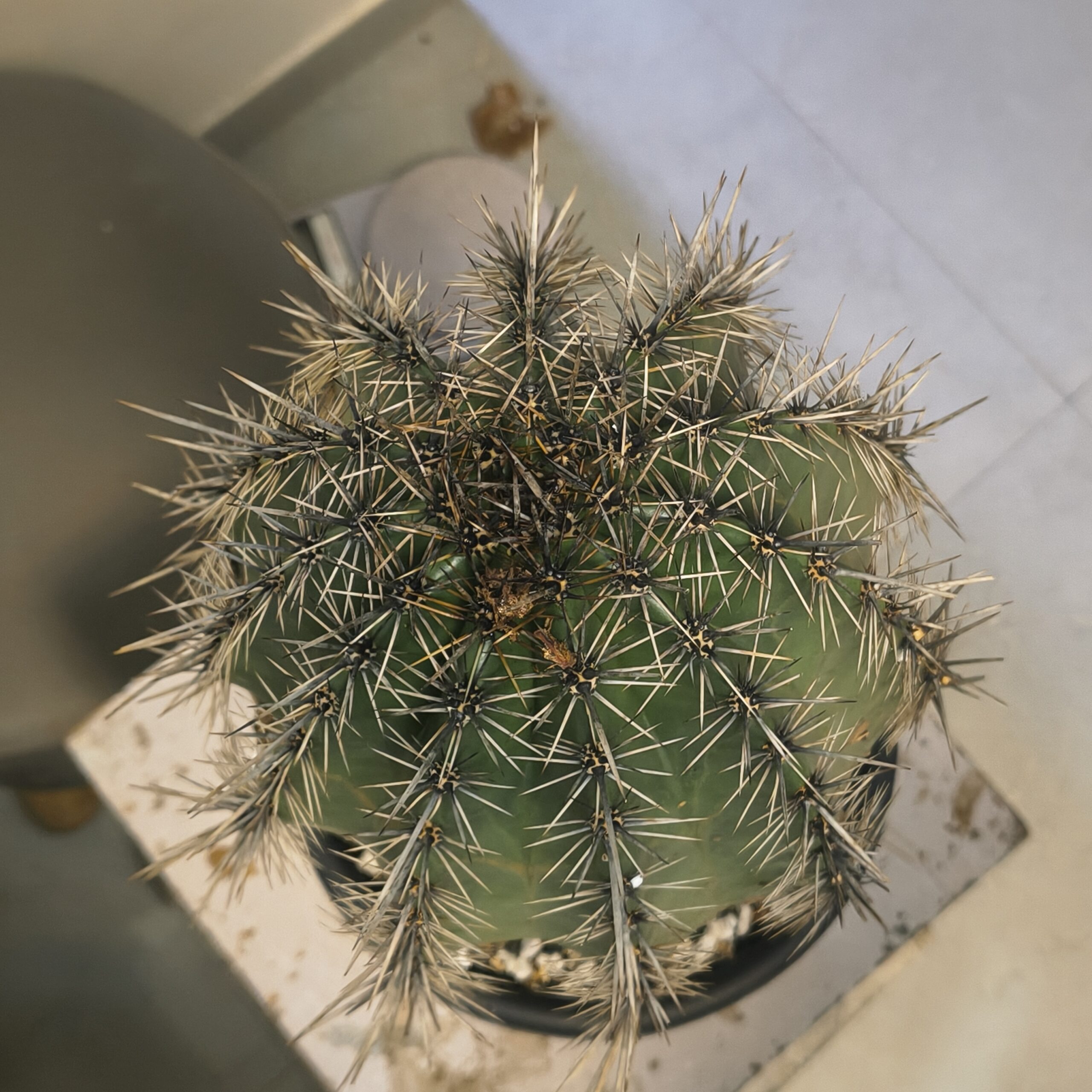 Carnegiea gigantea (Saguaro) - Image 2