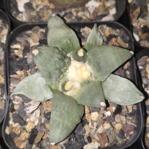 Ariocarpus cauliflower