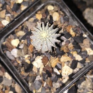 Geohintonia mexicana