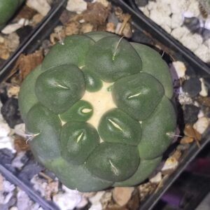 Coryphantha elephantidens ‘Inermis’