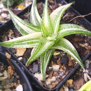 Variegated Haworthia (Japanese Hybrid)