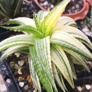 Variegated Haworthia (Japanese Hybrid)