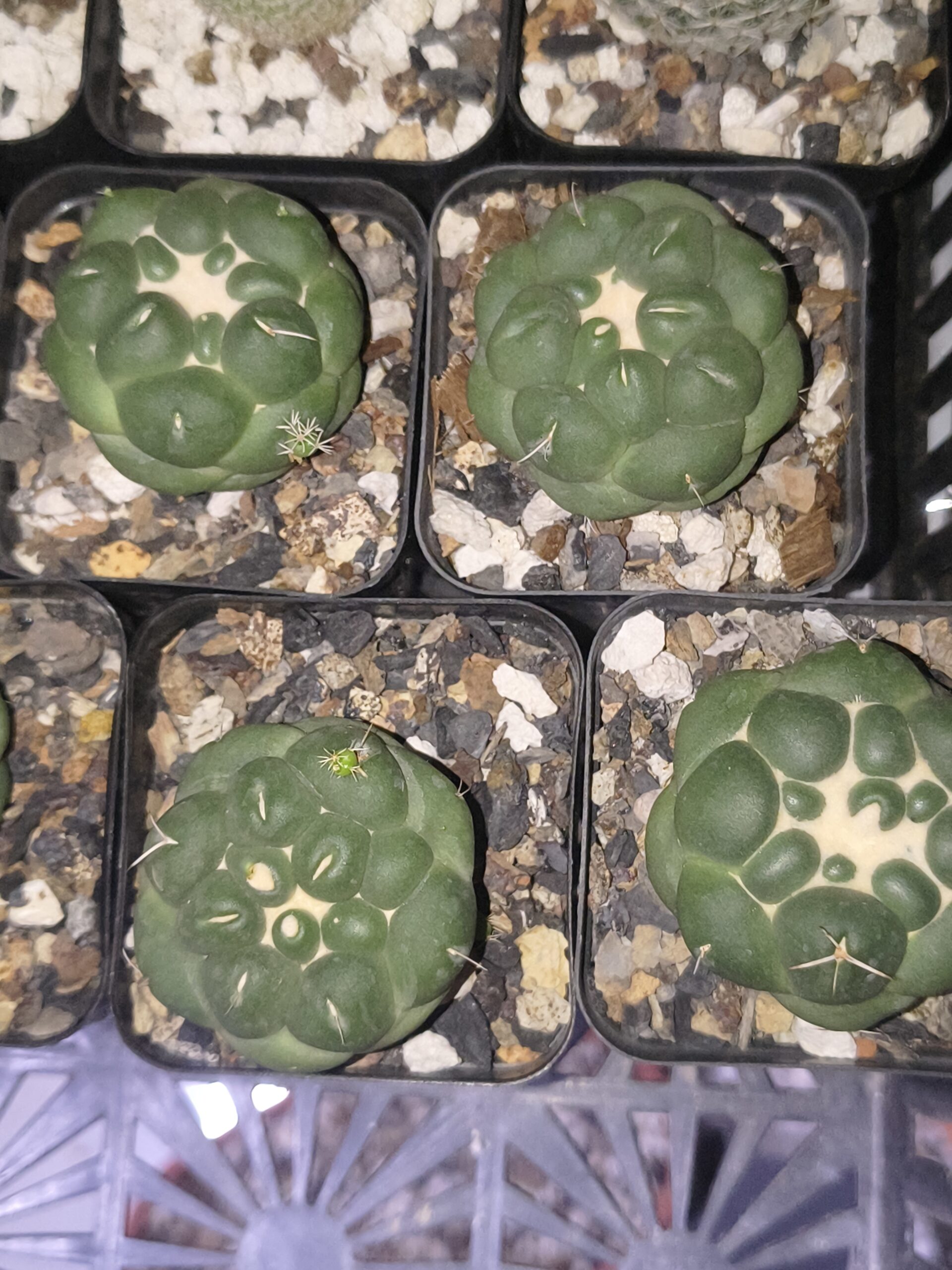 Coryphantha elephantidens ‘Inermis’ - Image 2
