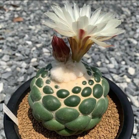 Coryphantha elephantidens ‘Inermis’ - Image 3