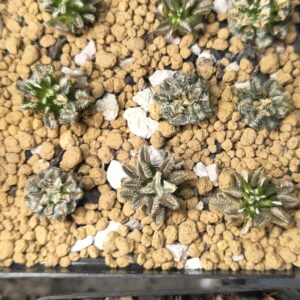 Mammillaria bertholdii