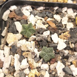 Aztekium valdezii (Seed Grown)