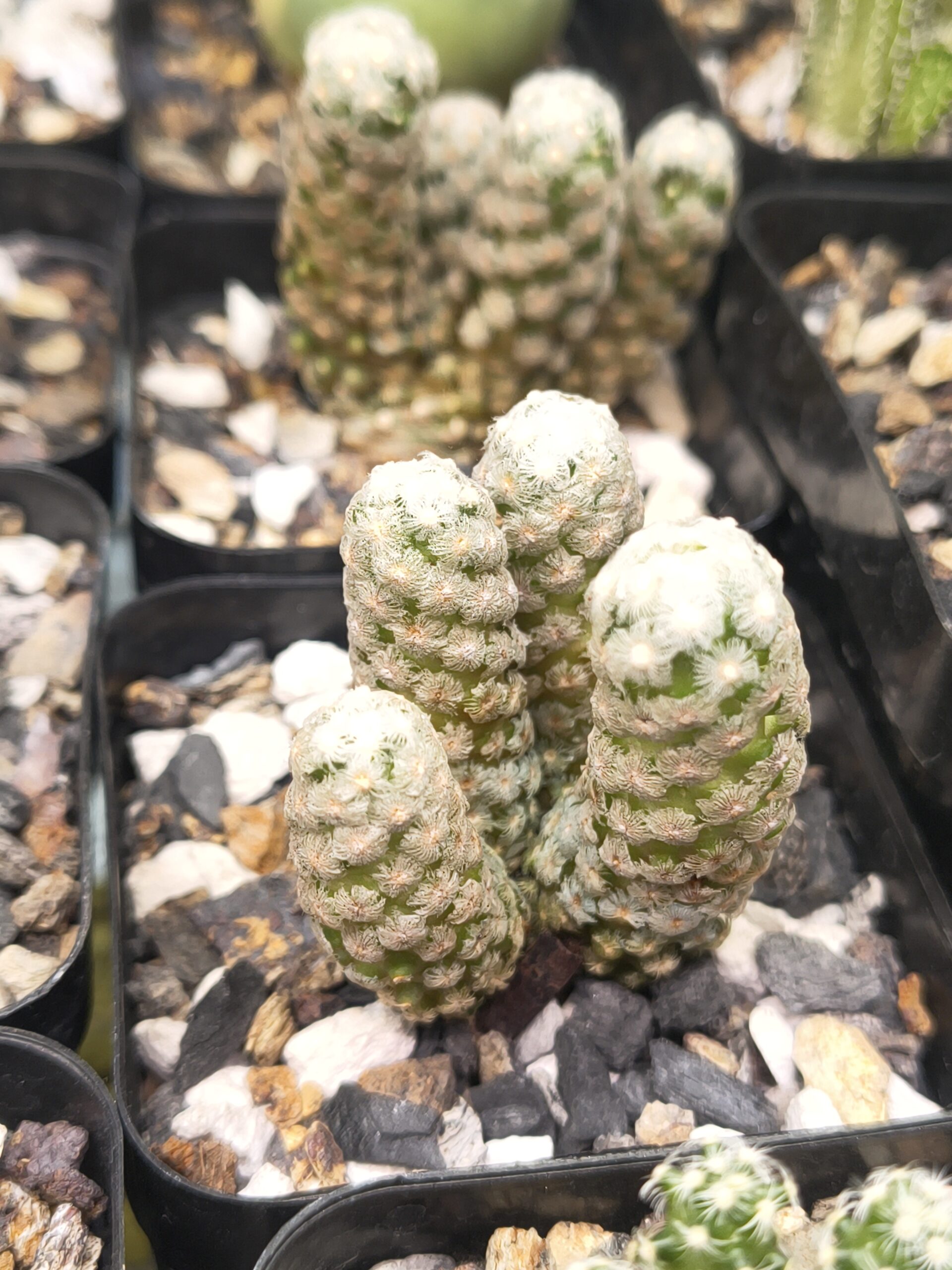 Mammillaria theresae ( cluster ) - Image 2