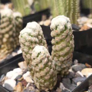 Mammillaria theresae ( cluster )