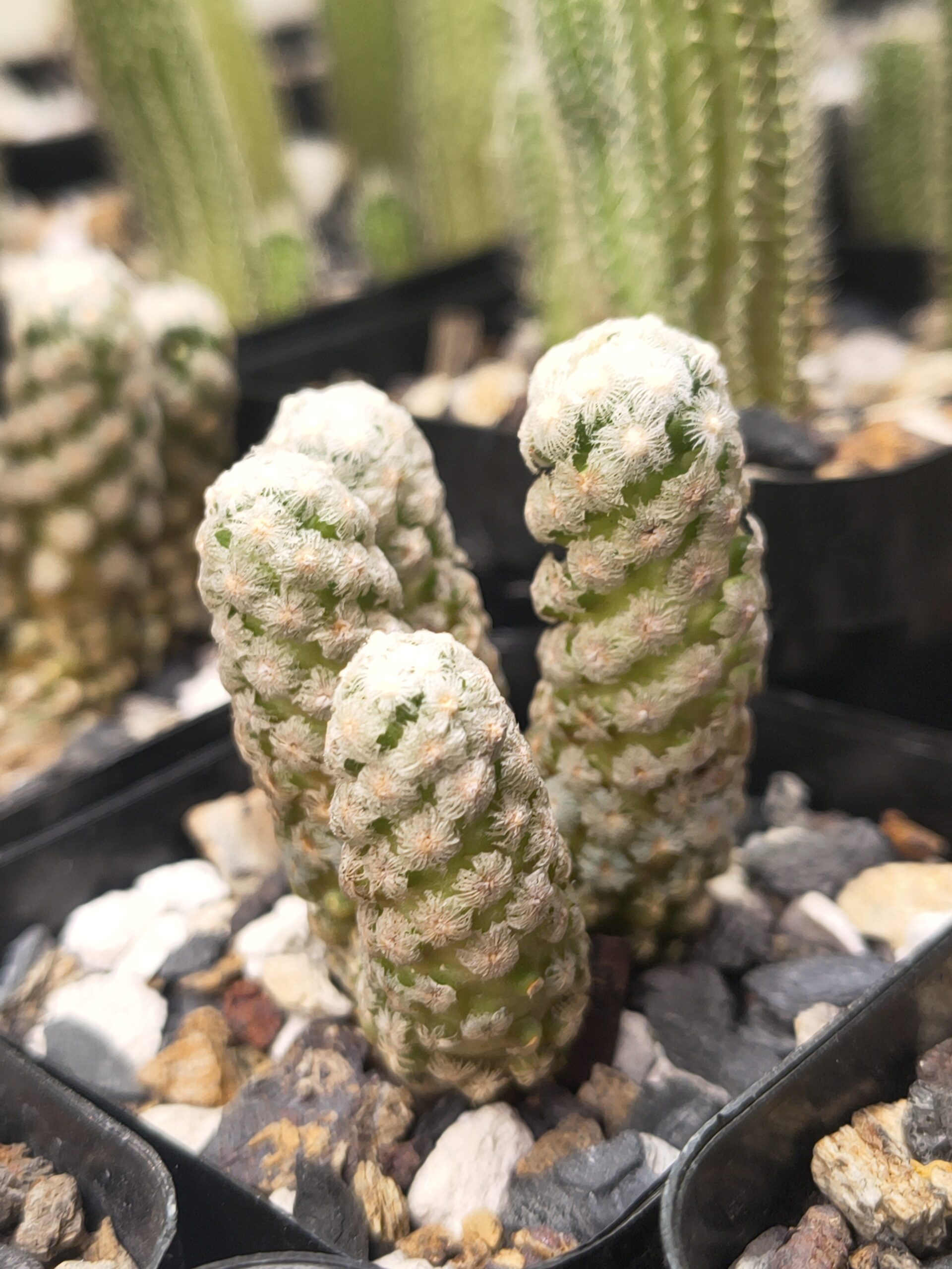 Mammillaria theresae ( cluster )