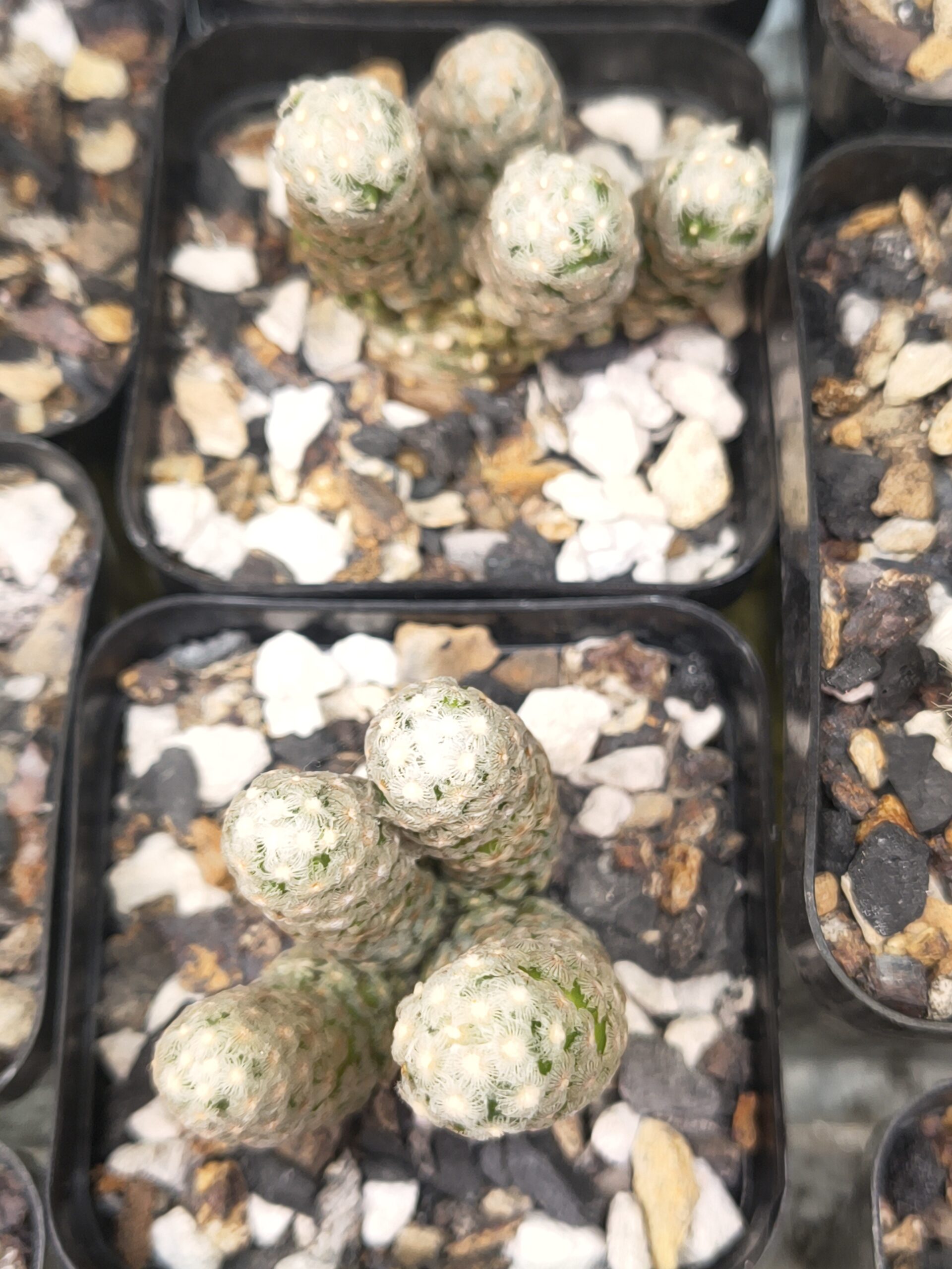 Mammillaria theresae ( cluster ) - Image 3