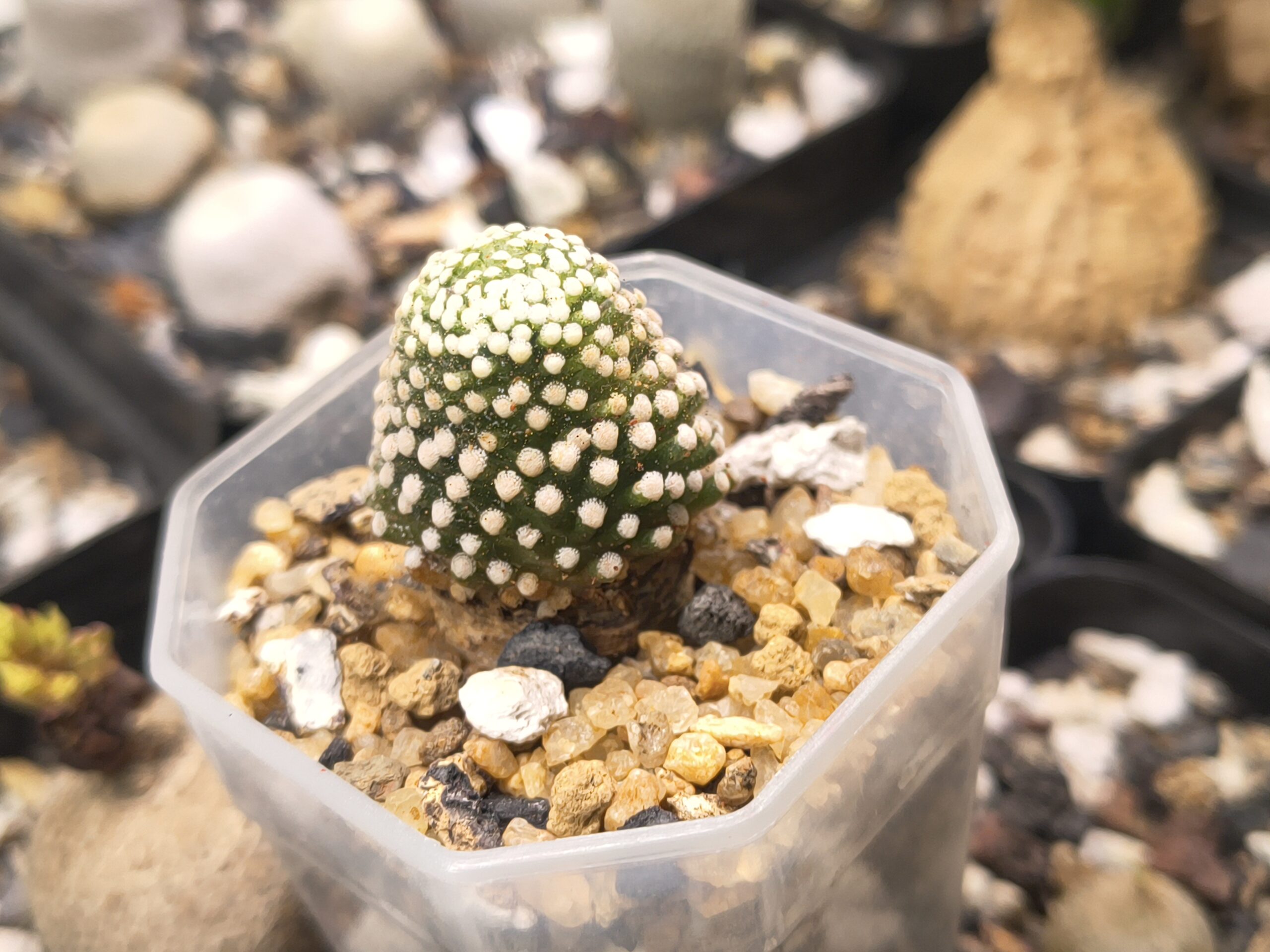 Mammillaria luethyi - Image 2