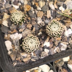 Mammillaria luethyi