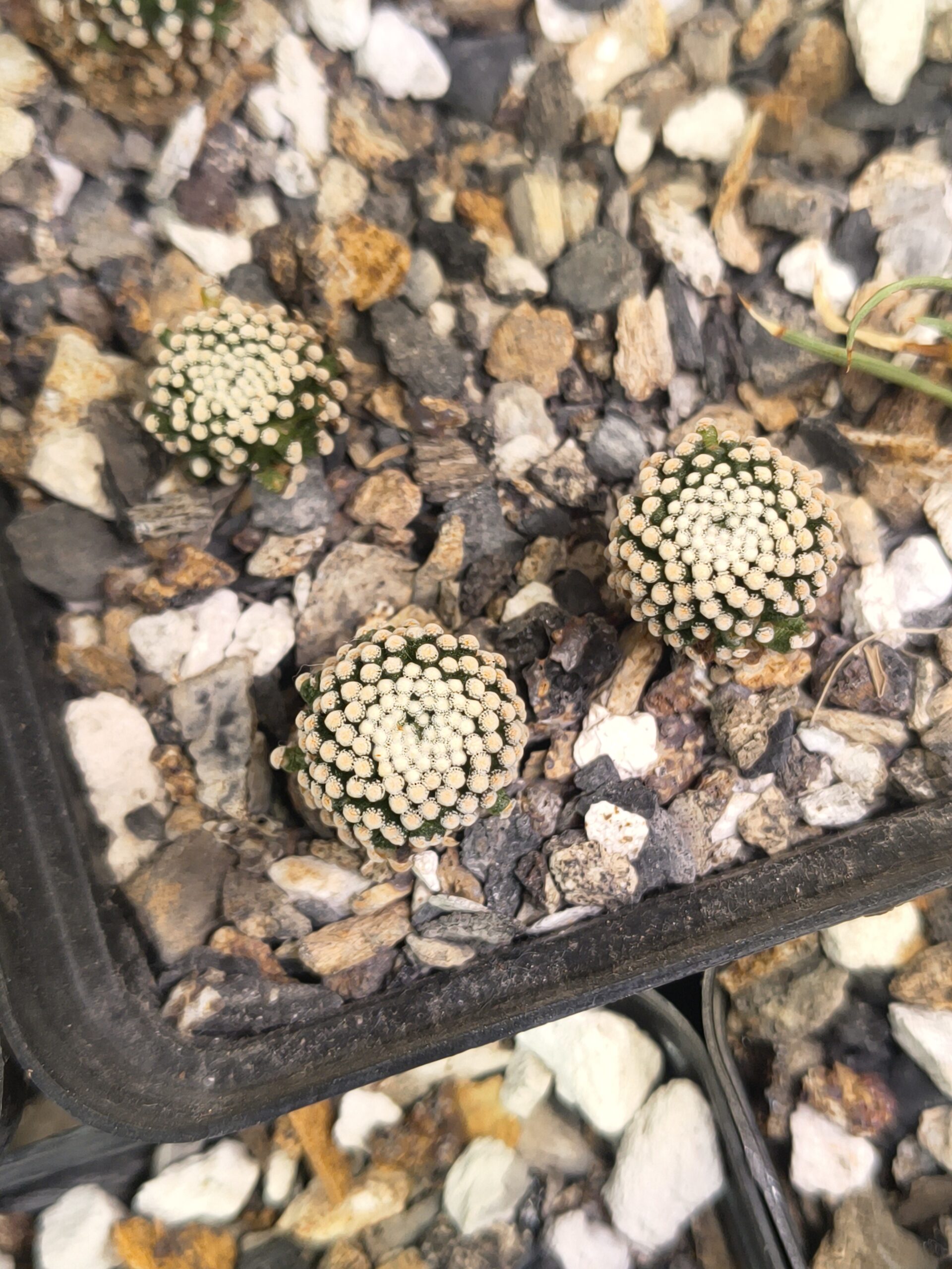 Mammillaria luethyi