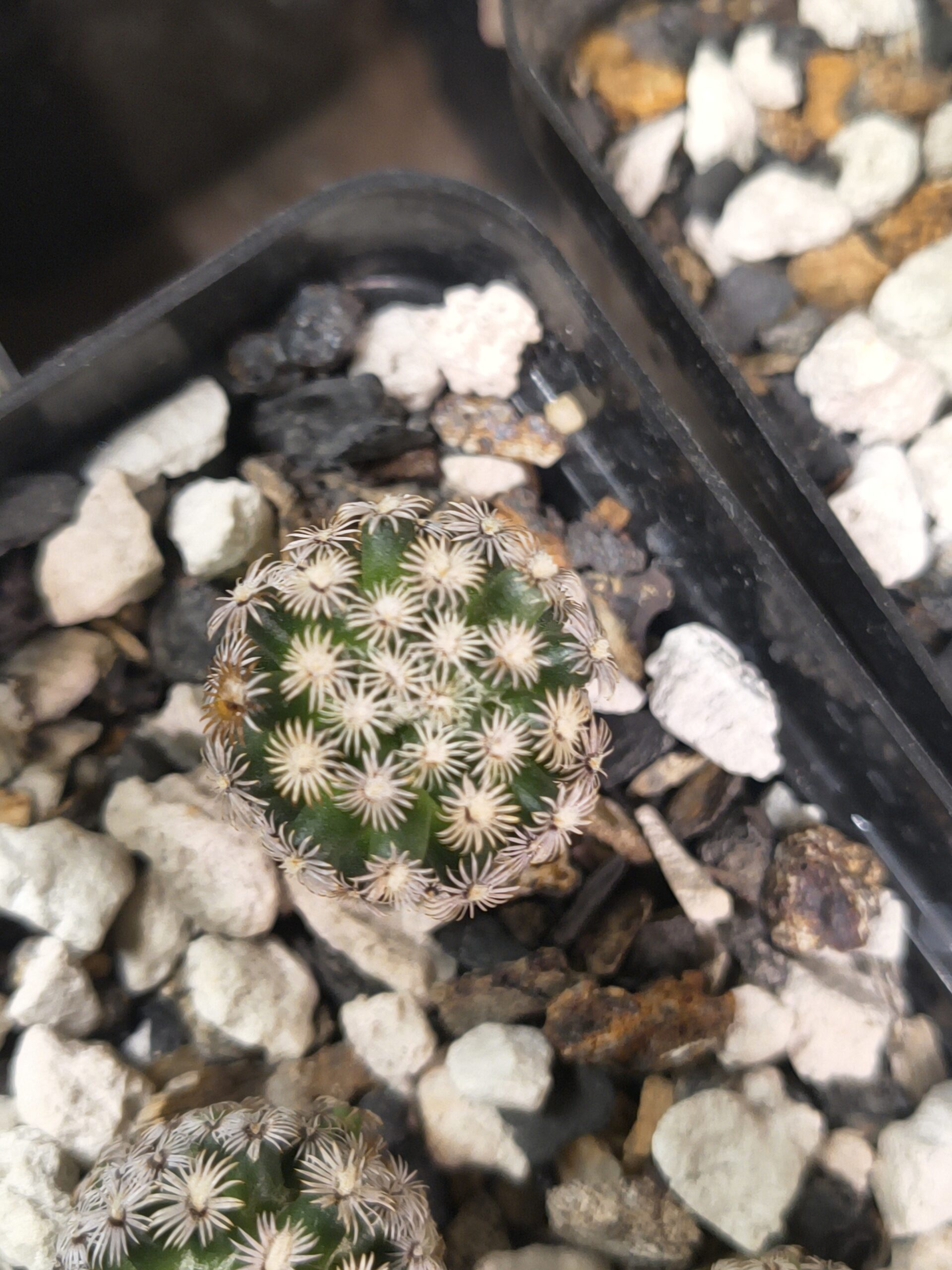 Mammillaria hernandezii - Image 2