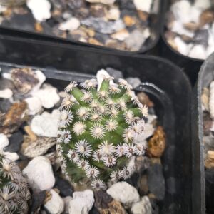 Mammillaria hernandezii