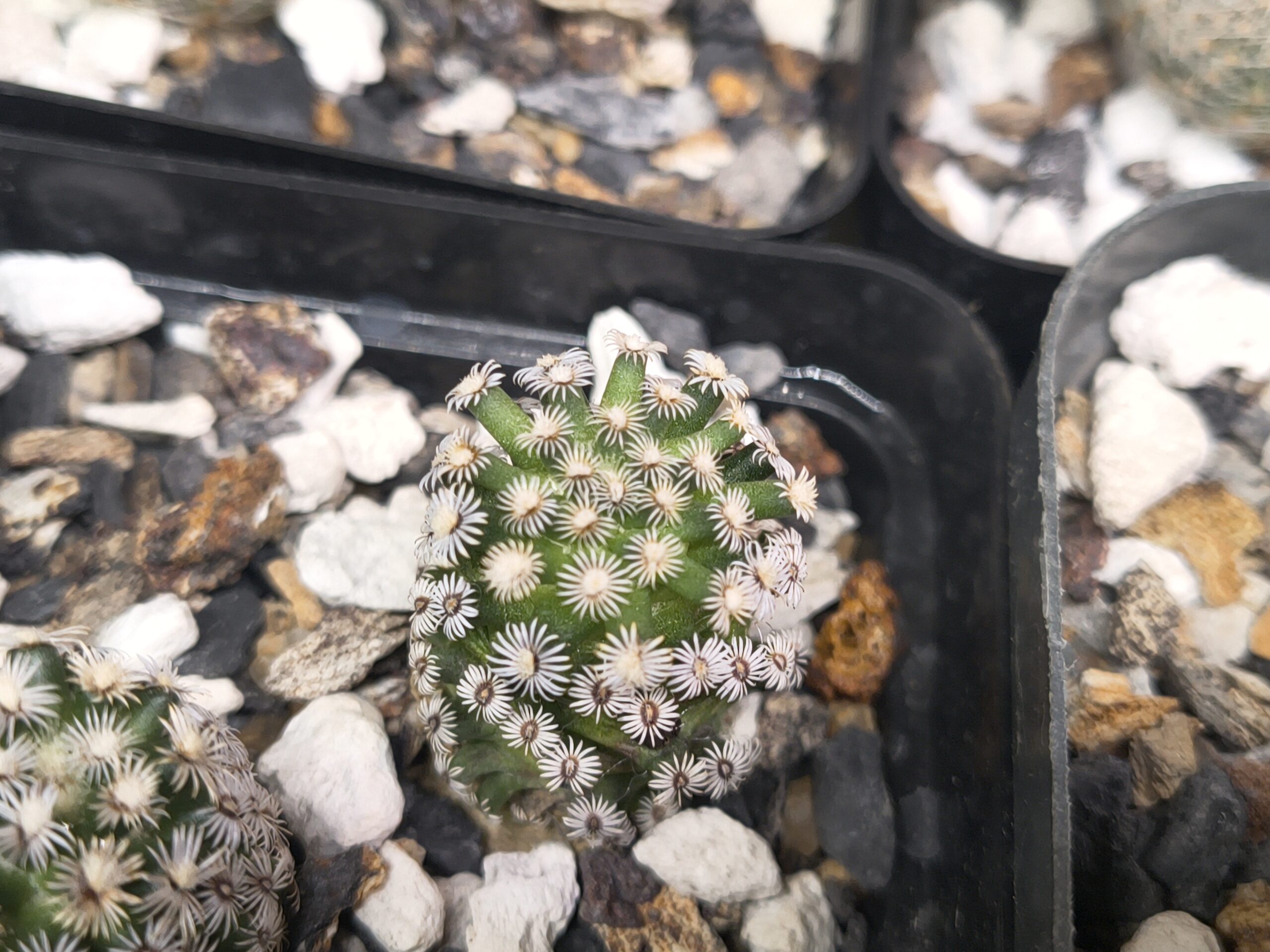 Mammillaria hernandezii