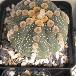 Astrophytum asterias ‘Ooibo’