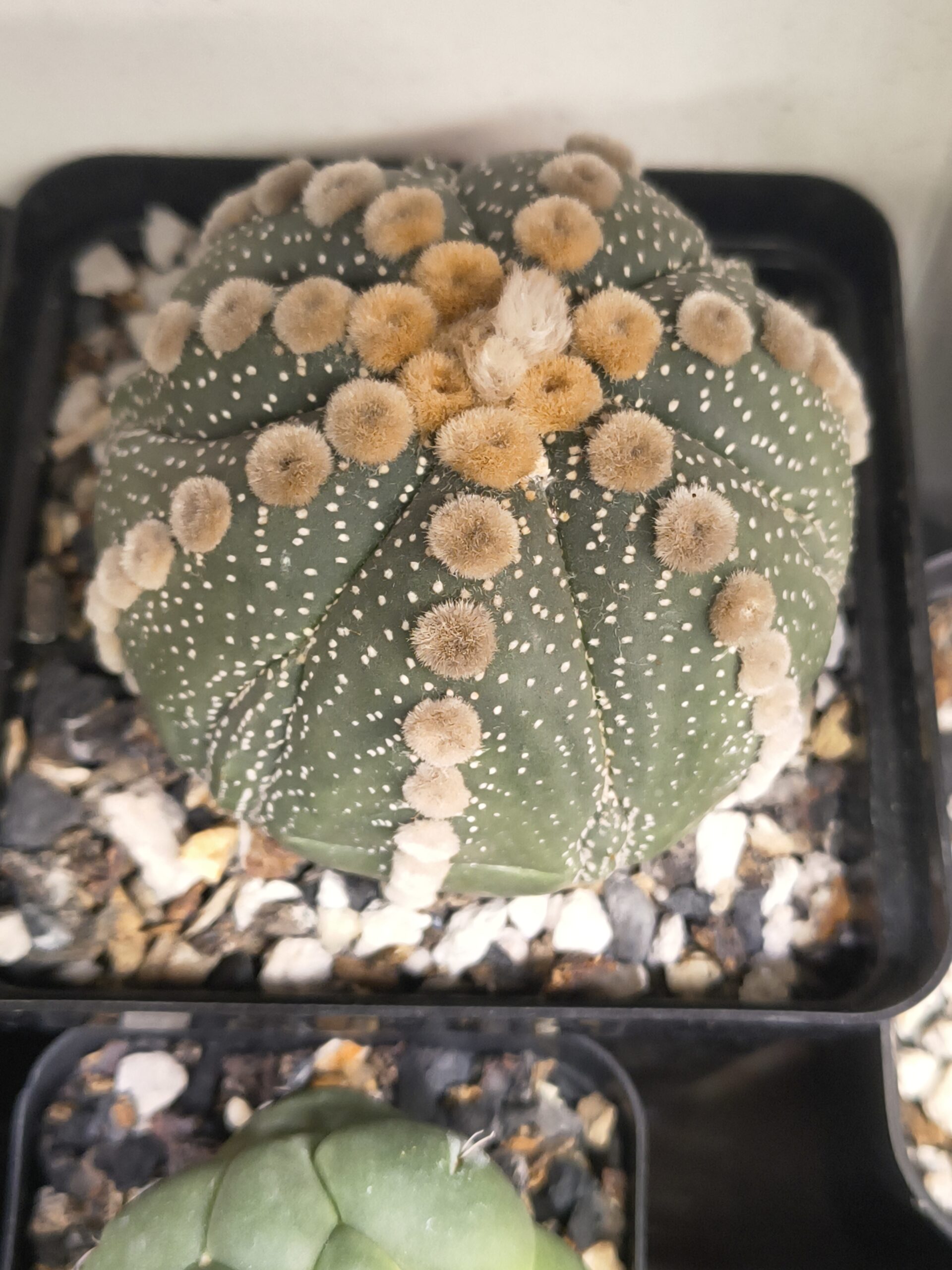 Astrophytum asterias ‘Ooibo’