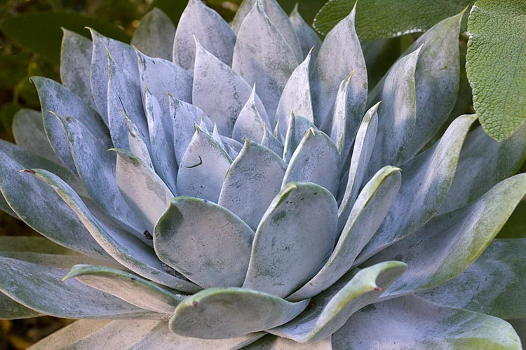 Dudleya brittonii (Giant Chalk Dudleya) - Image 3